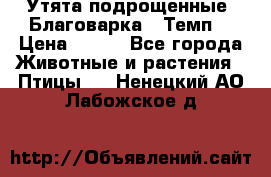 Утята подрощенные “Благоварка“,“Темп“ › Цена ­ 100 - Все города Животные и растения » Птицы   . Ненецкий АО,Лабожское д.